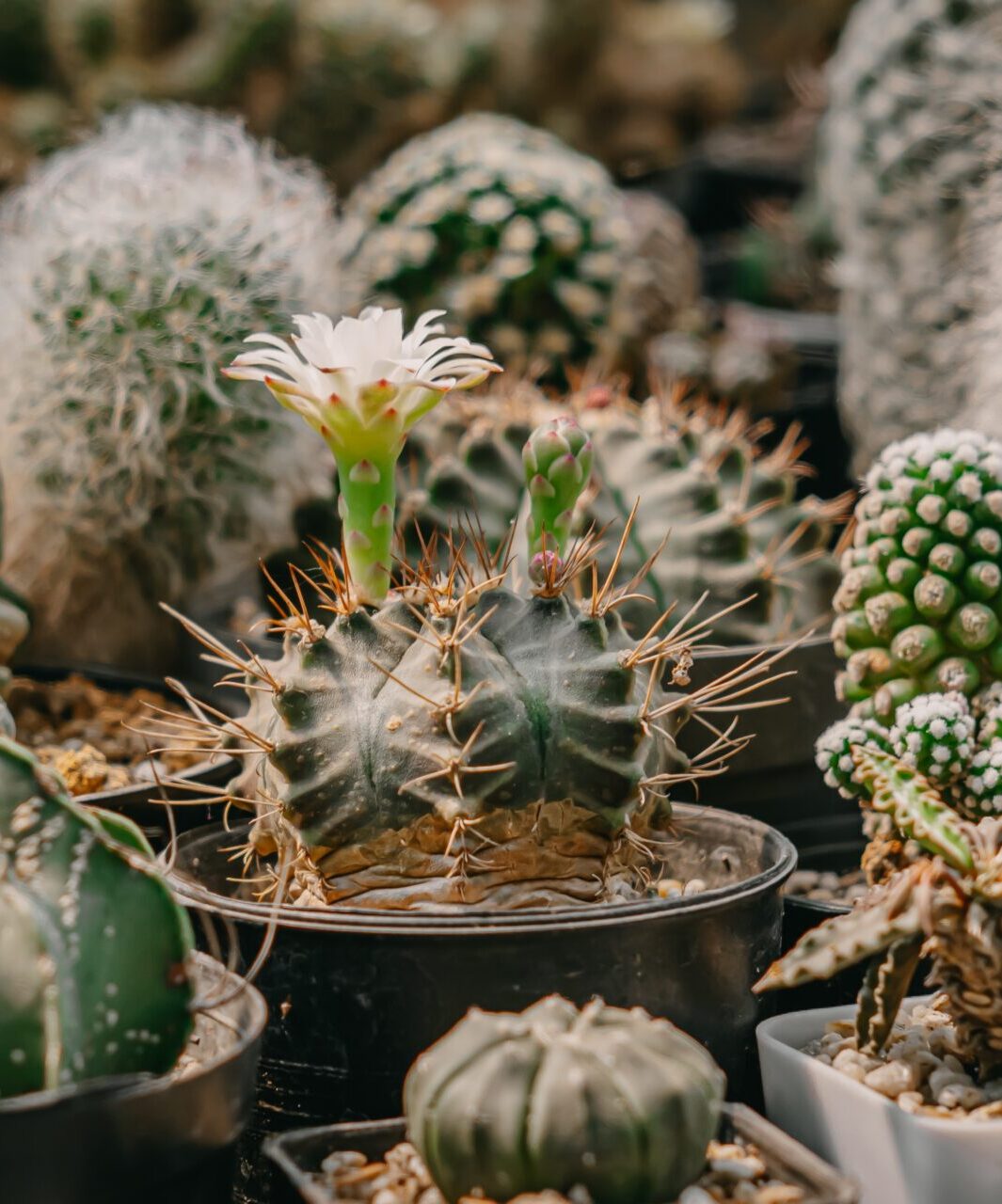 cactus-flowers-gymnocalycium-mihanovichii