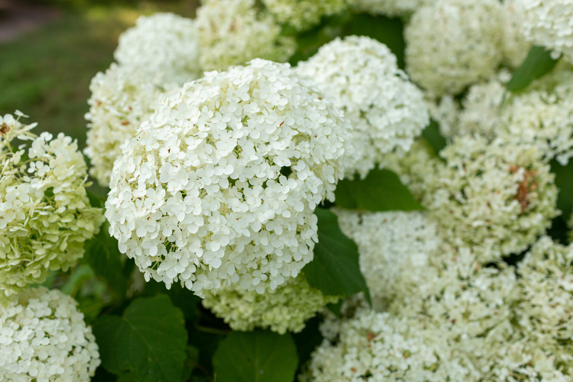 White hydrangea flowers, background