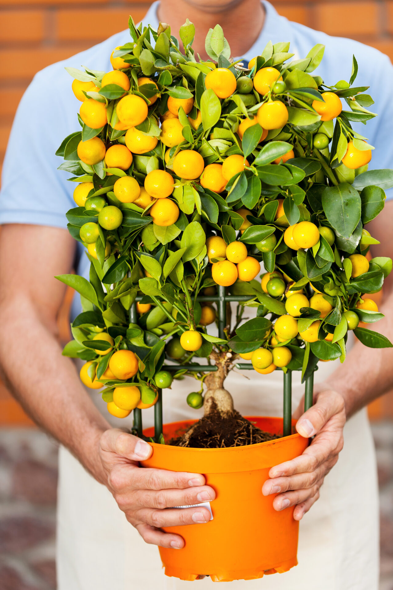 Man with potted plant. Cropped image of man in uniform holding a potted plant