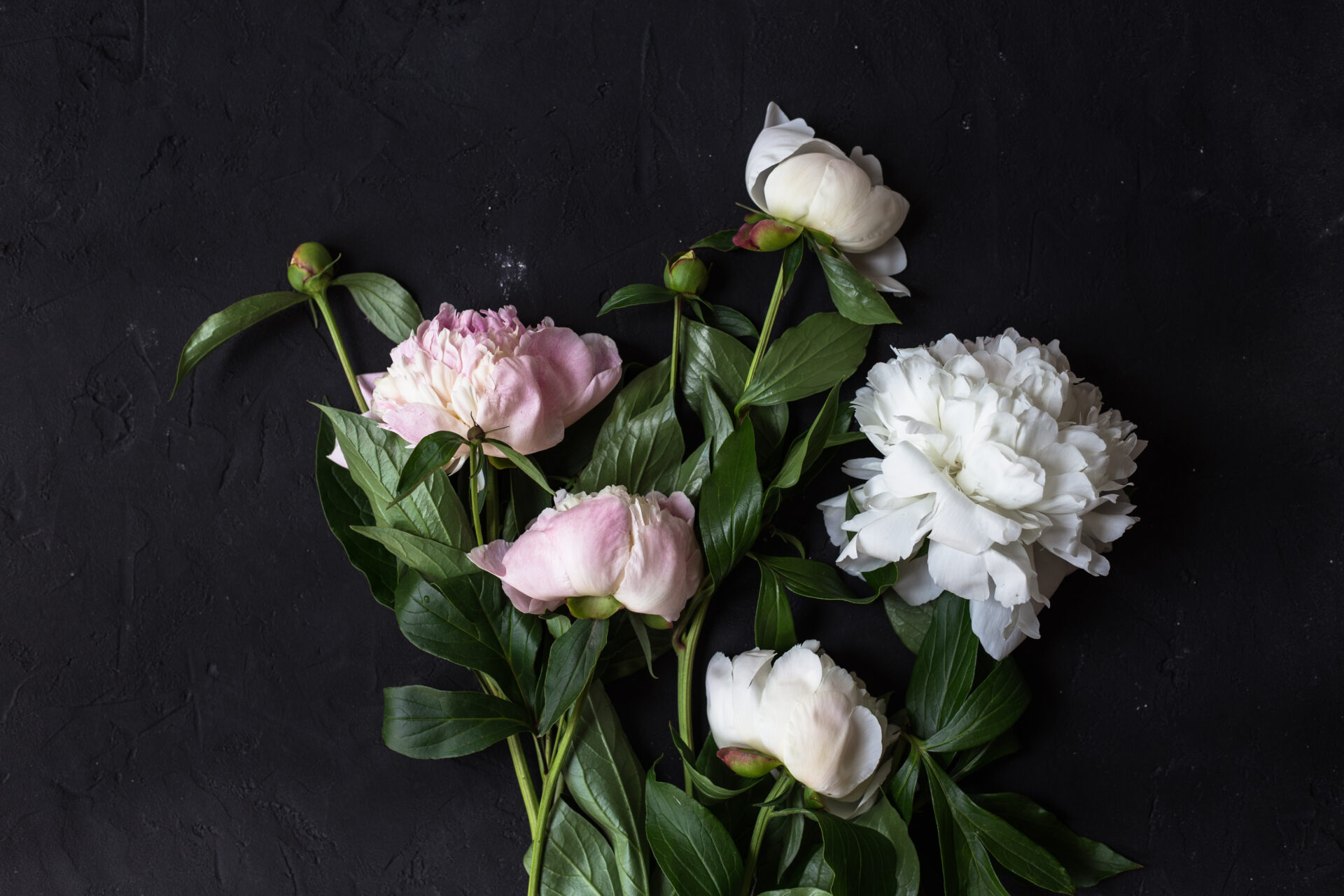 Peonies bouquet on black background