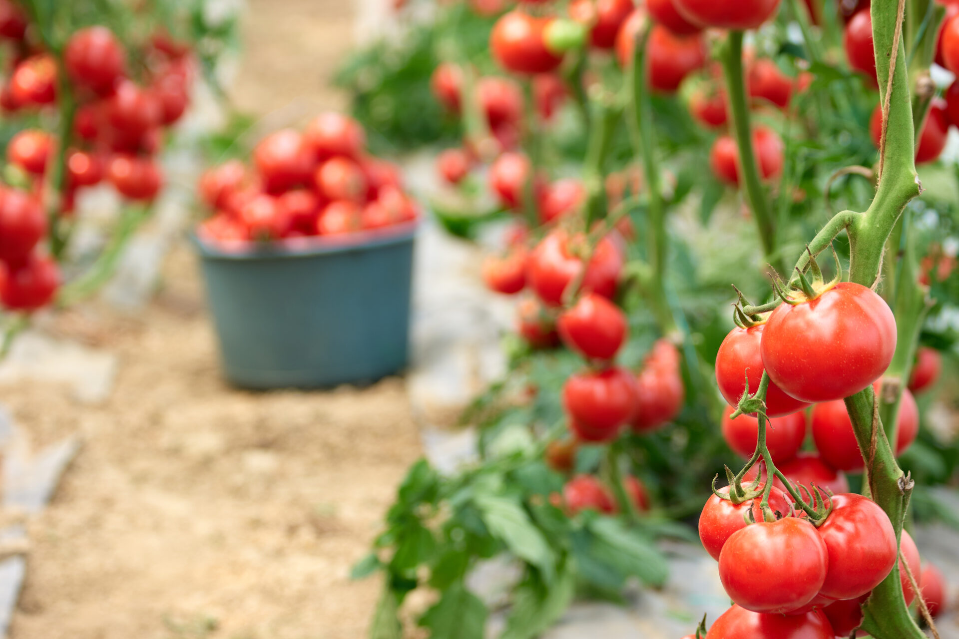 Ripe red tomatoes in the garden.