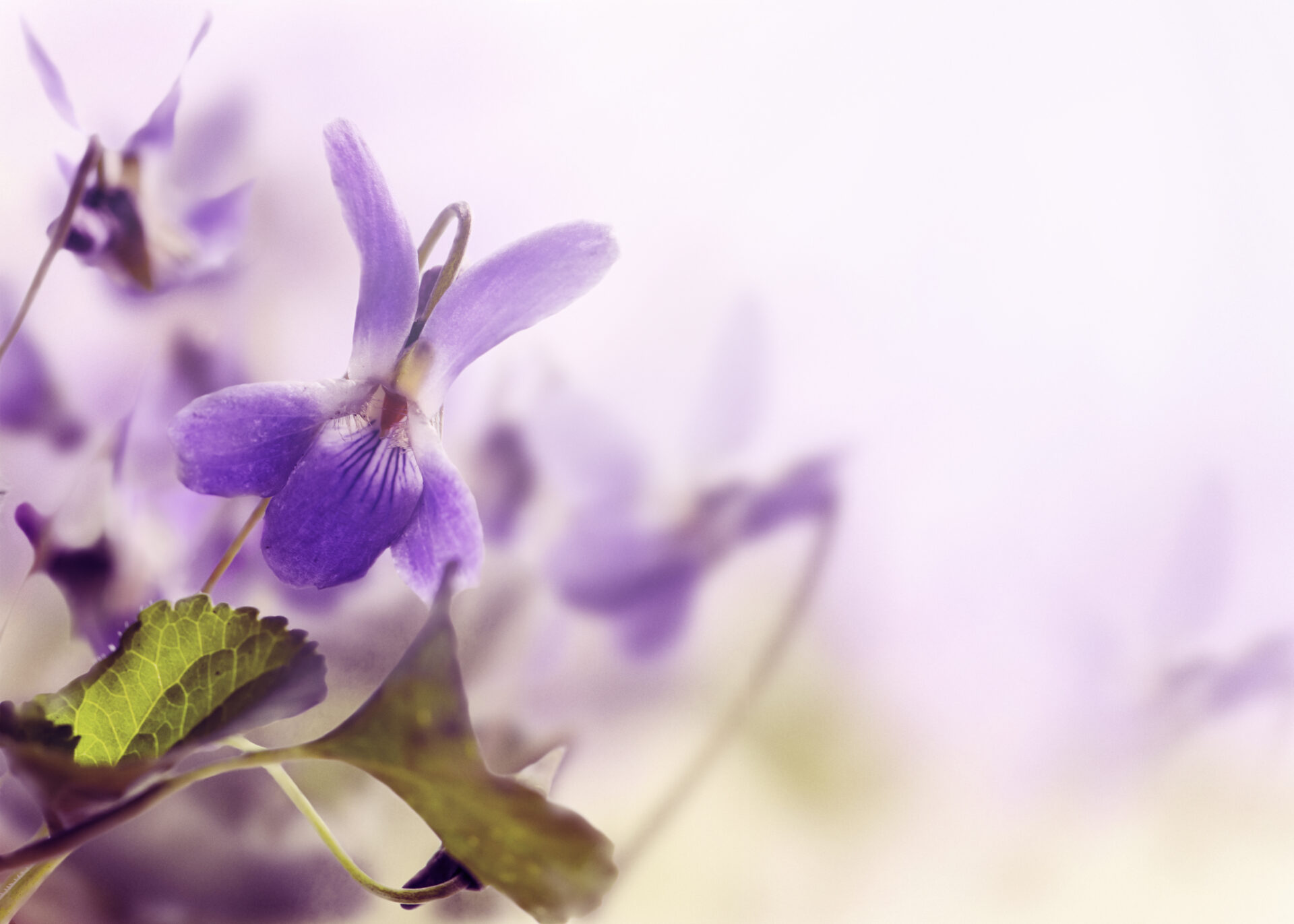 Violet