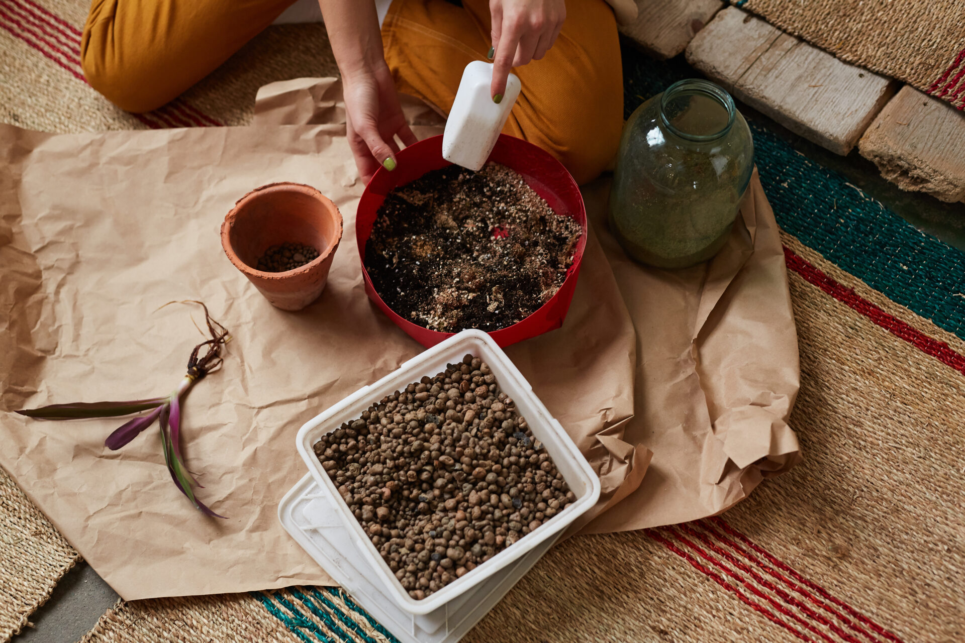 Woman fertilizing a plant